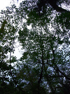 木の枝の間から見える青空
