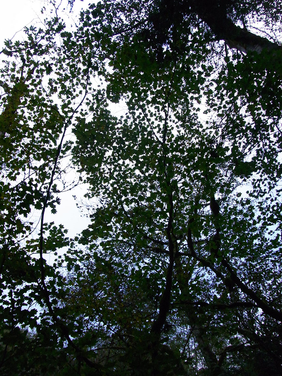 InHabit