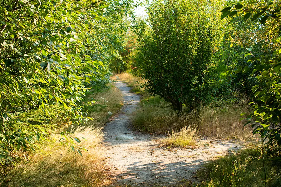 Squamish Estuary trail