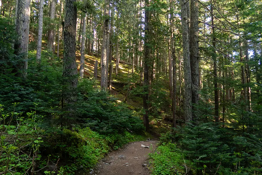 Rubble creek trail in garibaldi park