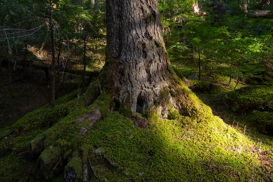 ウェストコーストならではの苔の多い森